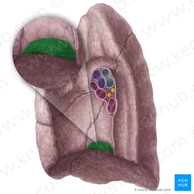 Impression for inferior vena cava of right lung (Impressio venae cavae inferioris pulmonis dextri); Image: Yousun Koh
