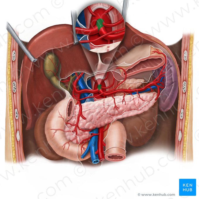 Tronco celíaco (Truncus coeliacus); Imagem: Esther Gollan