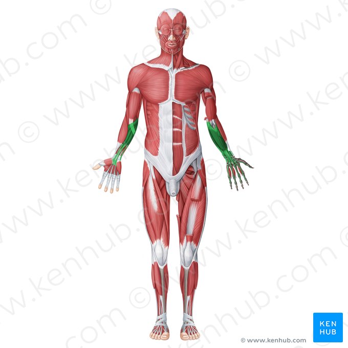 Compartimento antebraquial anterior (Musculi flexores antebrachii); Imagen: Irina Münstermann