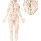 Histologie: Lymphatisches System