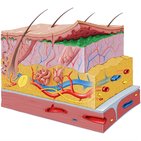 Papillary layer of dermis