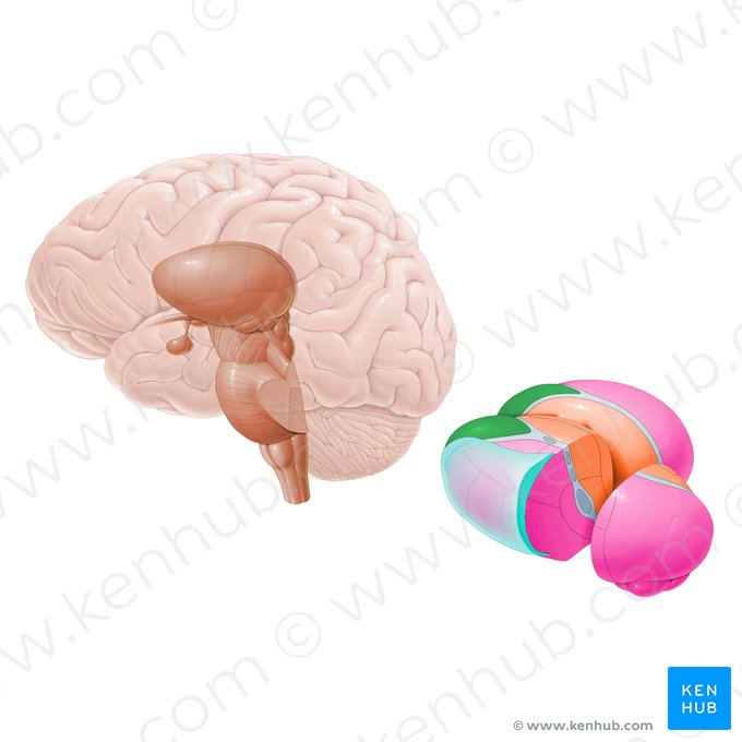 Núcleos anteriores do tálamo (Nuclei anteriores thalami); Imagem: Paul Kim