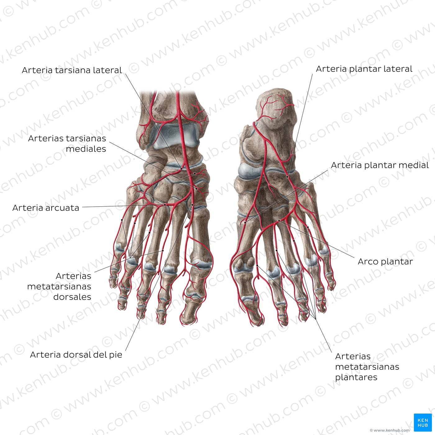 Arterias del pie
