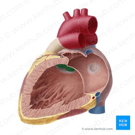 Aortic valve (Valva aortae); Image: Yousun Koh