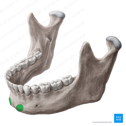 Mental tubercle of mandible (Tuberculum mentale mandibulae); Image: Yousun Koh