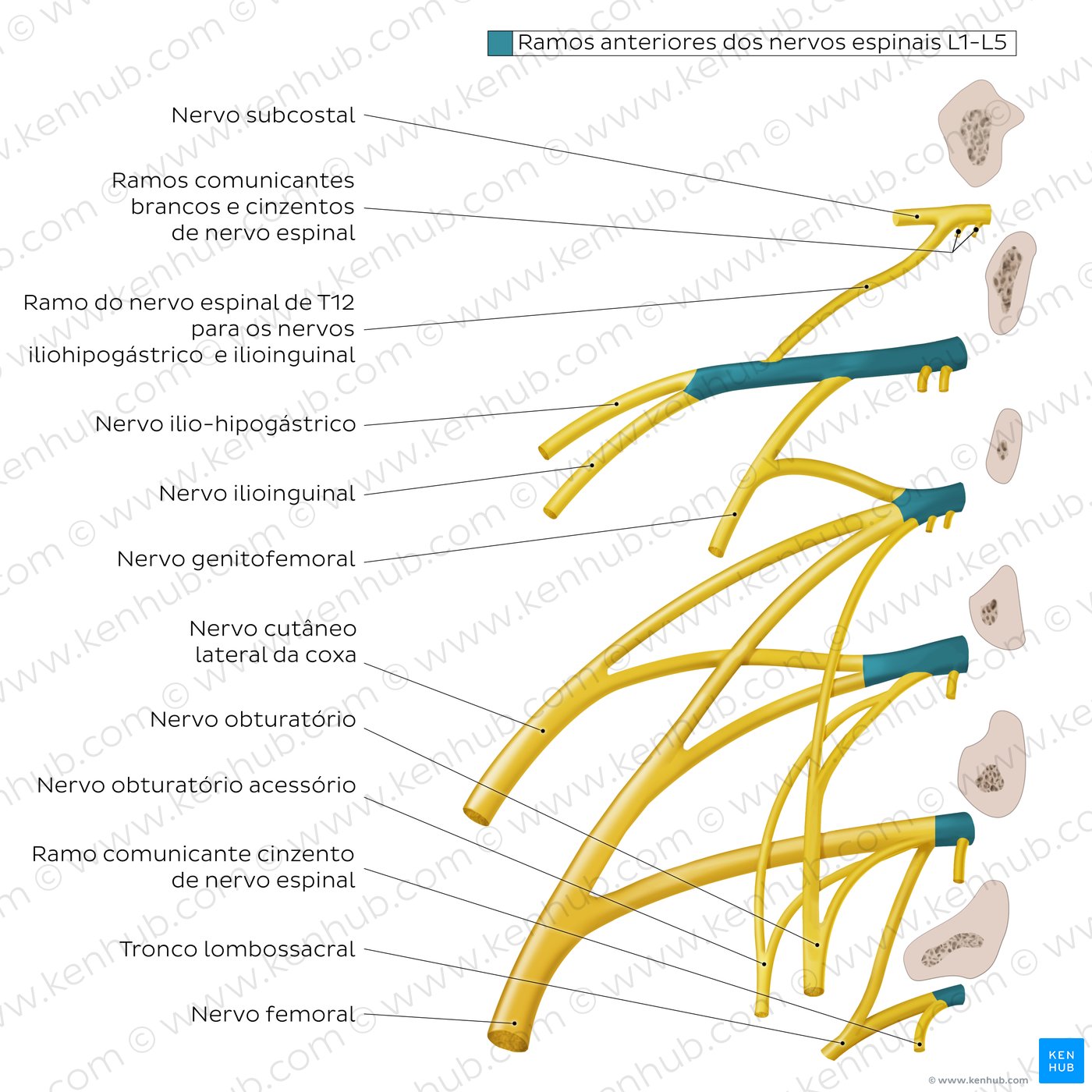 Anatomy of the lumbar plexus