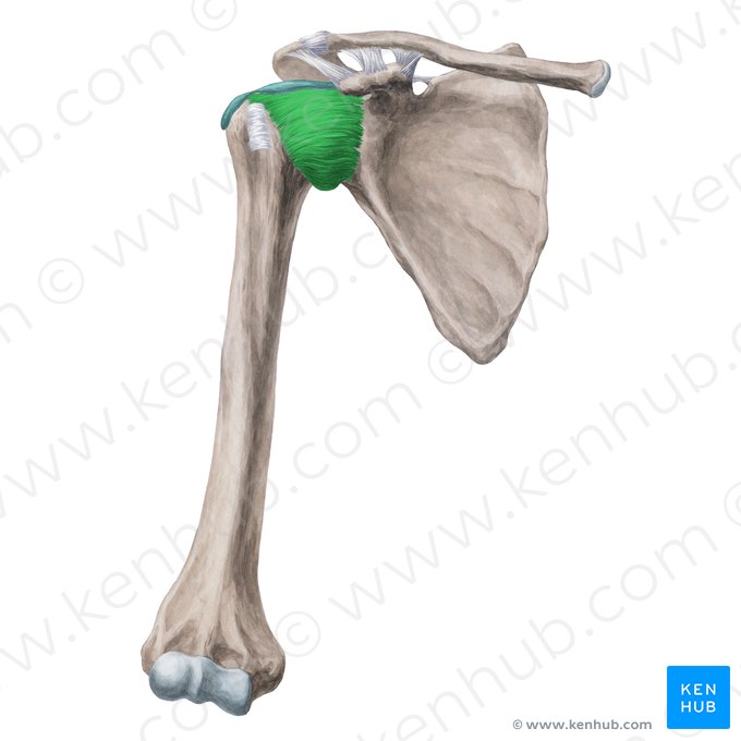 Glenohumeral ligaments (Ligamenta glenohumeralia); Image: Yousun Koh