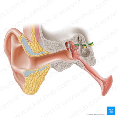 Nervus facialis (Gesichtsnerv); Bild: Paul Kim