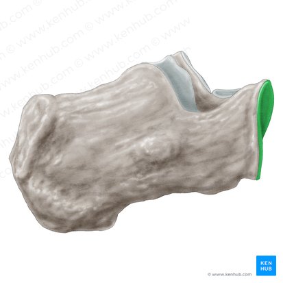 Articular surface for cuboid of calcaneus (Facies articularis cuboidea calcanei); Image: Samantha Zimmerman