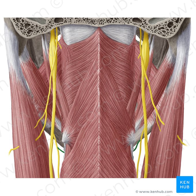 Ramo interno do nervo laríngeo superior (Ramus internus nervi laryngei superioris); Imagem: Yousun Koh