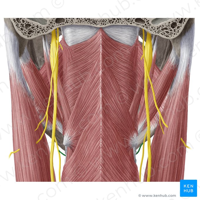 Ramus internus nervi laryngei superioris (Innerer Ast des oberen Kehlkopfnervs); Bild: Yousun Koh