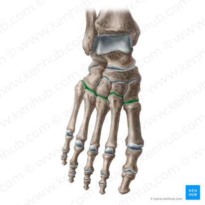 Articulações tarsometatarsais (Articulationes tarsometatarseae); Imagem: Liene Znotina