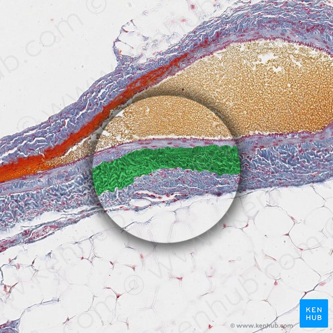 Tunica media of vein (Tunica media venae); Image: 