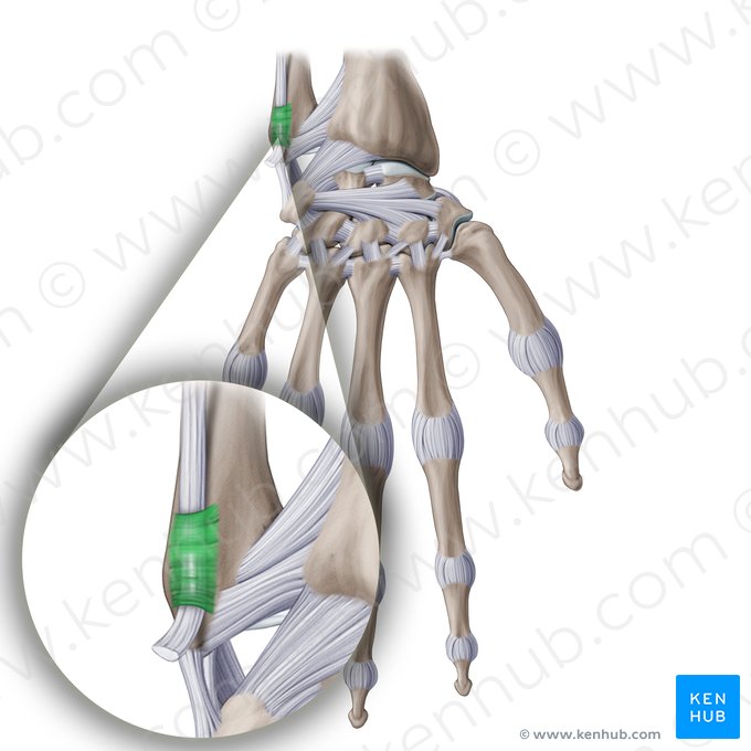 Bainha tendínea do músculo extensor ulnar do carpo (Vagina tendinis musculi extensoris carpi ulnaris); Imagem: Paul Kim