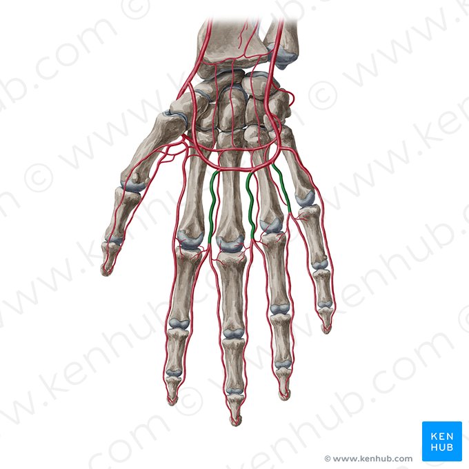 Artérias digitais palmares comuns (Arteriae digitales palmares communes); Imagem: Yousun Koh
