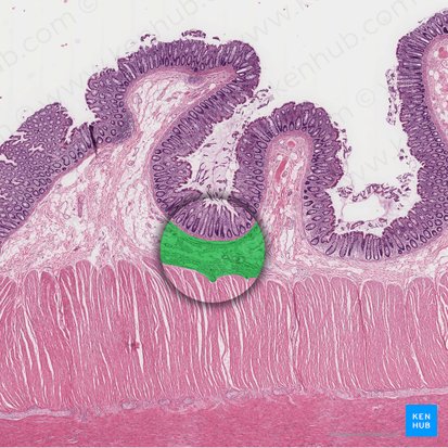 Submucosa (Tela submucosa); Imagen: 