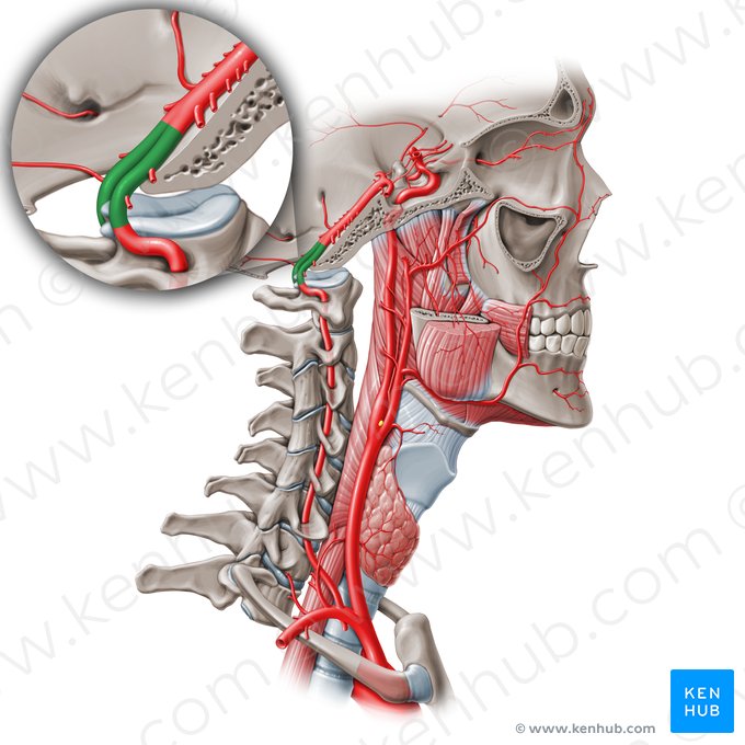 Segmento intradural de la arteria vertebral (V4) (Pars intracranialis arteriae vertebralis (V4)); Imagen: Paul Kim