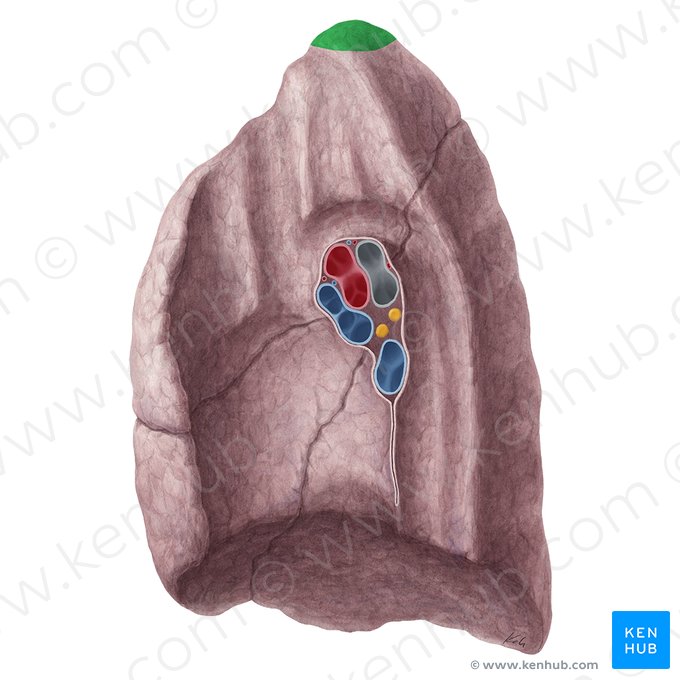 Ápice do pulmão direito (Apex pulmonis dextri); Imagem: Yousun Koh