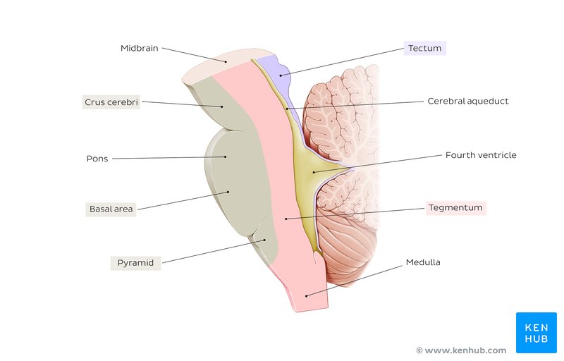 Sagittal view of brainstem structures