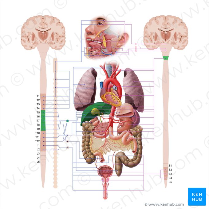 Liver (Hepar); Image: Paul Kim