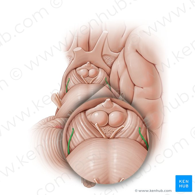 Trochlear nerve (Nervus trochlearis); Image: Paul Kim