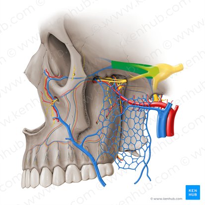 Cavernous sinus (Sinus cavernosus); Image: Paul Kim