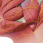 Ganglion submandibulare