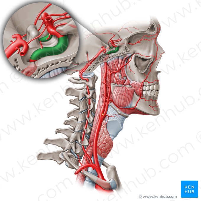 Cavernous part of internal carotid artery (C4) (Pars cavernosa arteriae carotidis internae (C4)); Image: Paul Kim