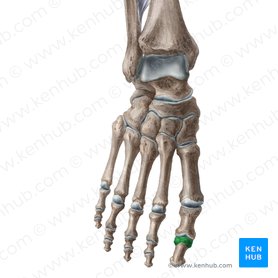 Base of distal phalanx of great toe (Basis phalangis distalis hallucis); Image: Liene Znotina