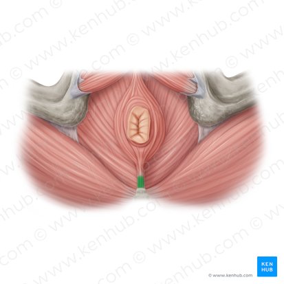 Anococcygeal ligament (Ligamentum anococcygeum); Image: Samantha Zimmerman