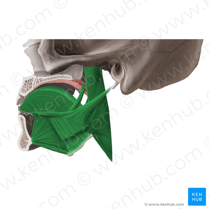 Muscles of tongue (Musculi linguae); Image: Begoña Rodriguez