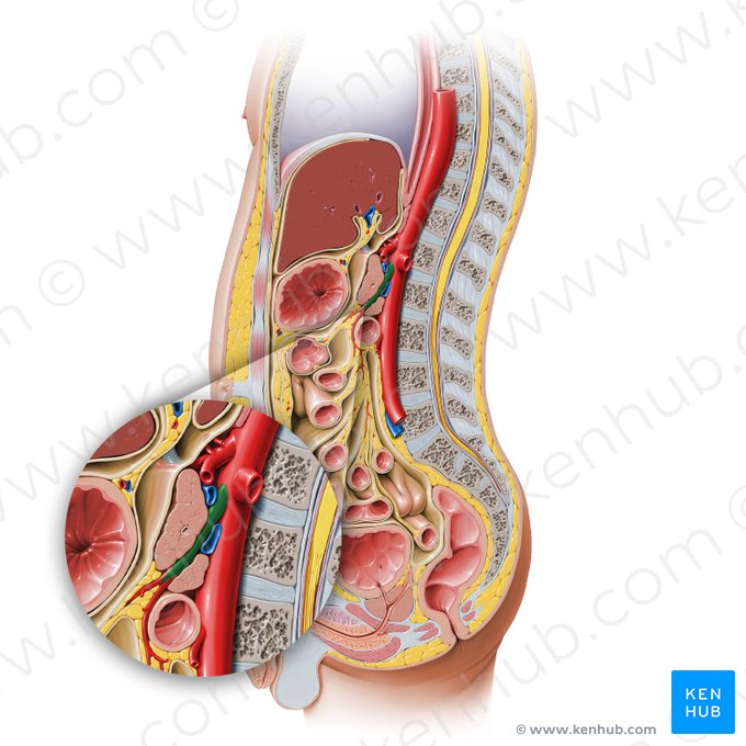 Superior mesenteric artery (Arteria mesenterica superior); Image: Paul Kim