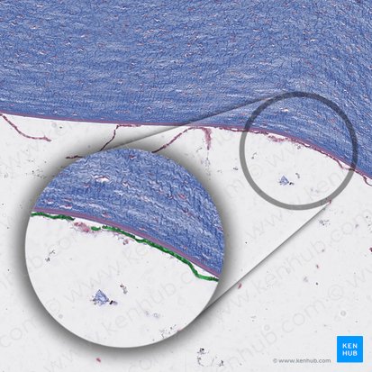 Corneal endothelium; Image: 