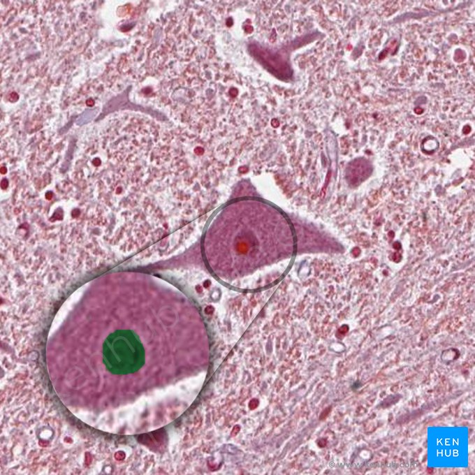 Noyau du neurone (Nucleus neuronalis); Image : 