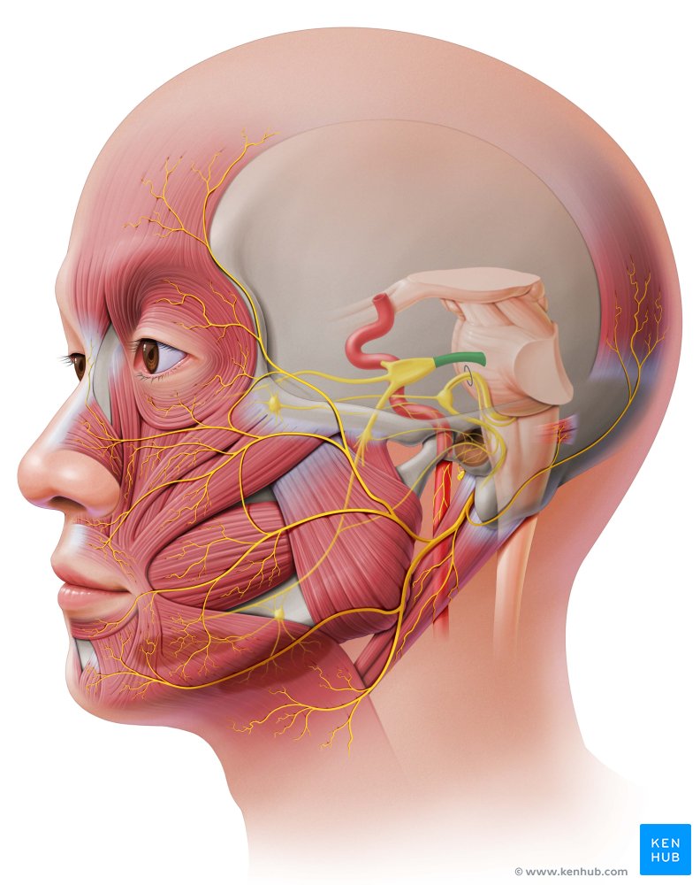 Лицевые нервы человека. Лицевой нерв (n. Facialis). Нервус Интермедиус. Мандибулярный нерв. N. Facialis –лицевой нерв мозг.