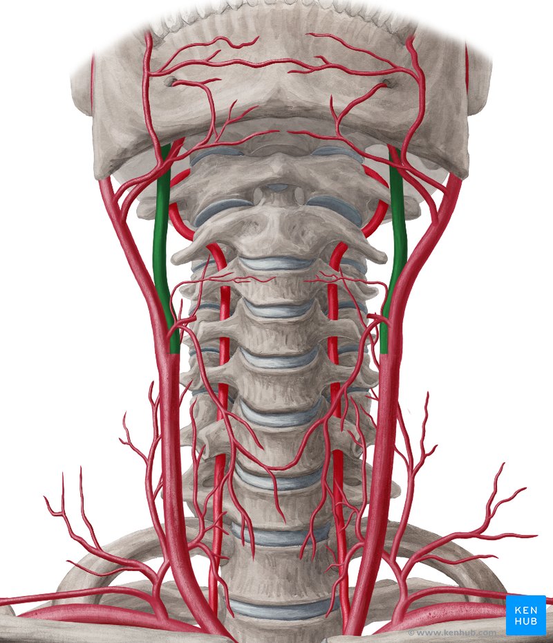 Artéria carótida interna - vista anterior (verde)