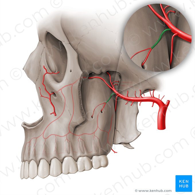 Arteria alveolaris superior posterior (Obere hintere Zahnfacharterie); Bild: Paul Kim