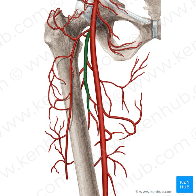 Artéria femoral profunda (Arteria profunda femoris); Imagem: Rebecca Betts