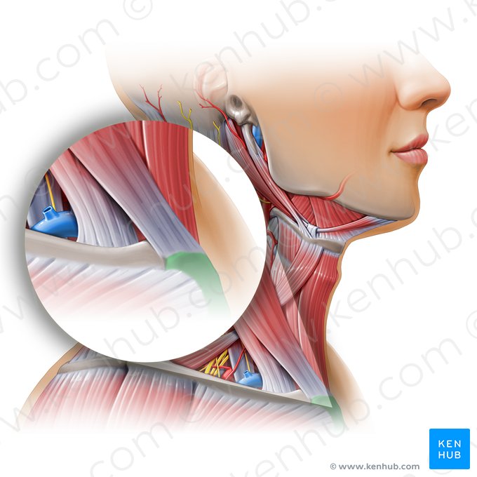 Manubrium of sternum (Manubrium sterni); Image: Paul Kim