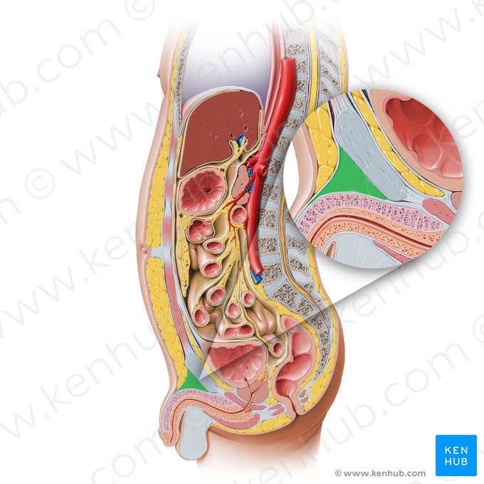 Ligamentum suspensorium penis (Aufhängeband des Penis); Bild: Paul Kim