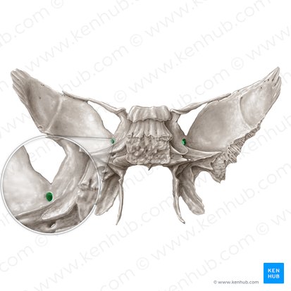 Foramen rotundum; Image: Samantha Zimmerman