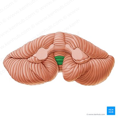 Uvula of vermis (Uvula vermis); Image: Paul Kim