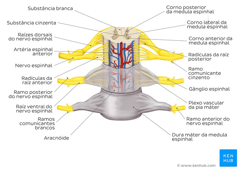 Diagrama das meninges espinhais.