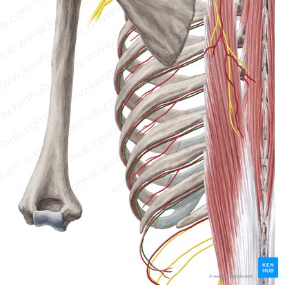 Intercostal nerve (Nervus intercostalis); Image: Yousun Koh