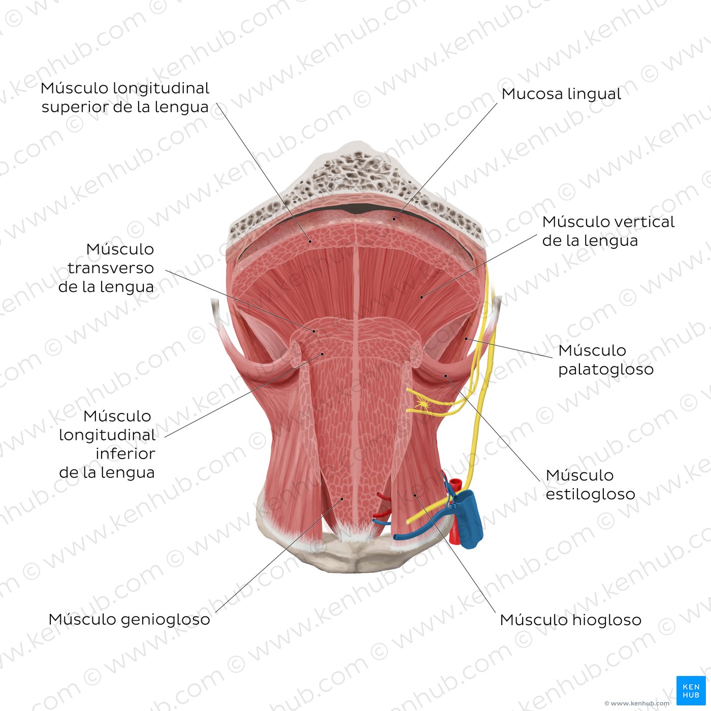 Músculos de la lengua: corte coronal