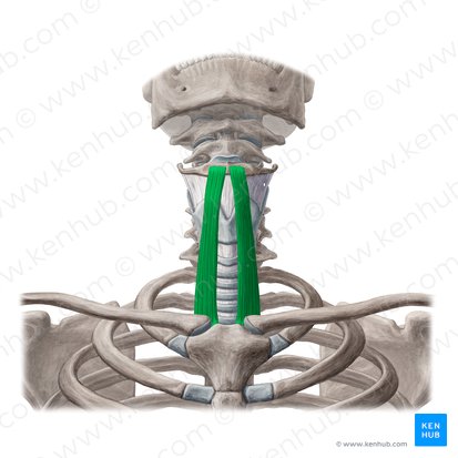 Músculo esternohioideo (Musculus sternohyoideus); Imagen: Yousun Koh