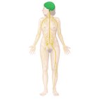 Einführung in die Anatomie des Gehirns: Aufbau, Abschnitte und Funktion