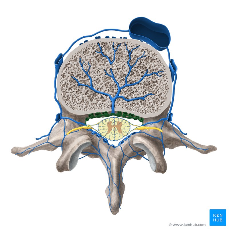 Anterior internal vertebral venous plexus