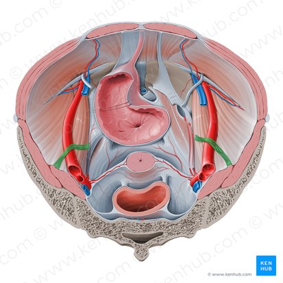 Suspensory ligament of ovary (Ligamentum suspensorium ovarii); Image: Paul Kim