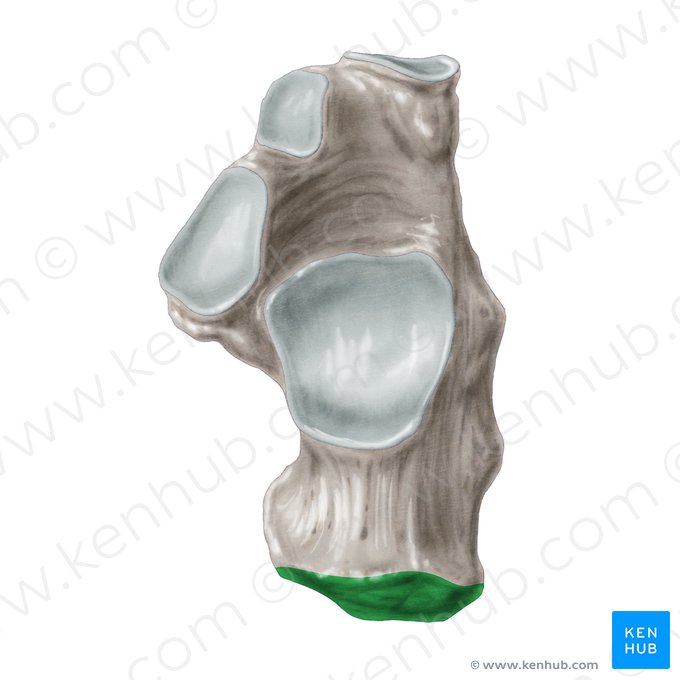 Calcaneal tuberosity (Tuber calcanei); Image: Samantha Zimmerman